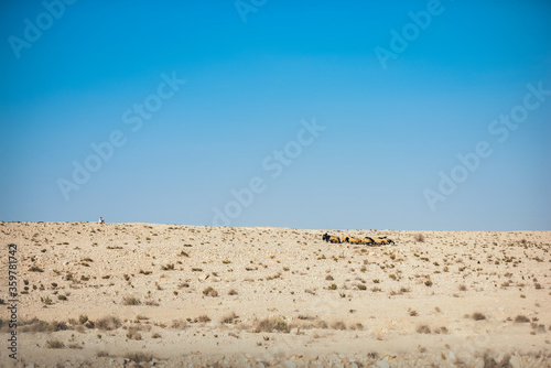 Arab man grazes a flock of sheep in the desert. Sheep and rams with fat tail. Movement of a flock of sheep in the desert. Rocky terrain in the desert. Sheep grazing periodically