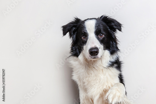 Funny studio portrait of cute smiling puppy dog border collie isolated on white background. New lovely member of family little dog gazing and waiting for reward. Funny pets animals life concept. © Юлия Завалишина