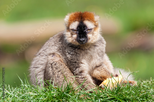 Brown Lemur a common primate found in the Madagascar jungle rainforest  stock photo