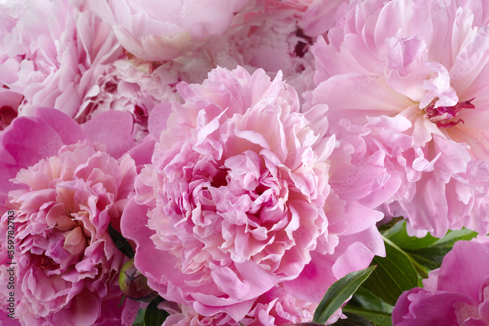 Pink peonies close up background. Vintage floral background. Beautiful spring garden. Wedding concept.