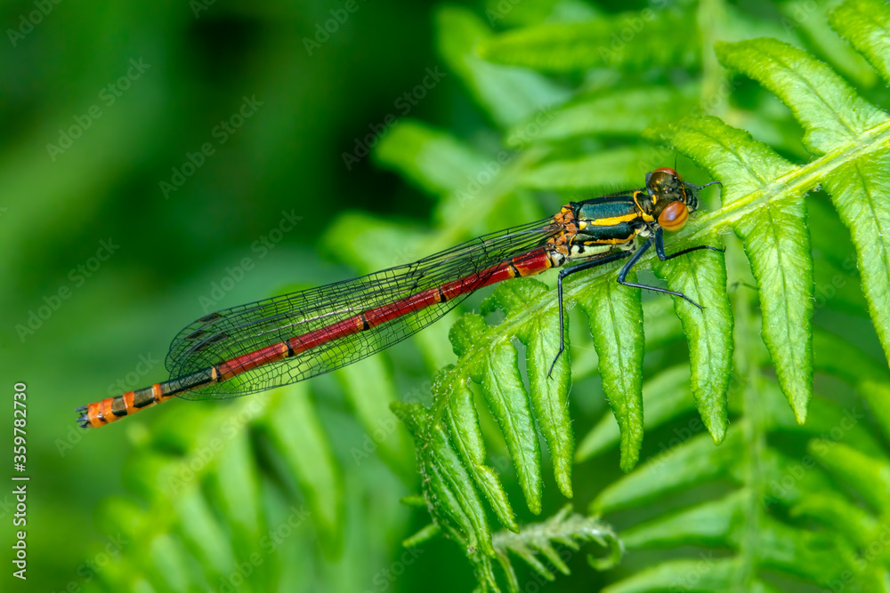 Large Red Damselfly (Pyrrhosoma nymphula) a common insect species resting on a fern leaf stock photo Large Red Damselfly (Pyrrhosoma nymphula) a common insect species resting on a fern leaf stock photo