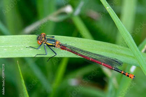 Large Red Damselfly (Pyrrhosoma nymphula) a common insect species resting on a grass reed stock photo photo