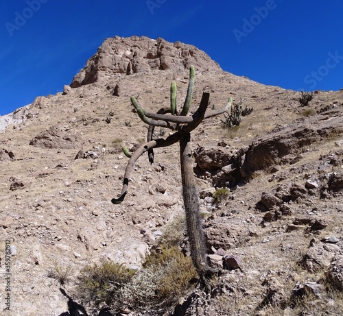 Candelabra cactus (Browningia candelaris) on the slope of Cerro Baúl (Moquegua, South Peru) photo