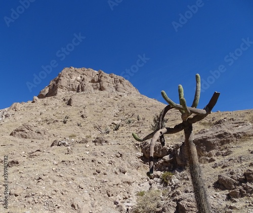 Candelabra cactus (Browningia candelaris) on the slope of Cerro Baul (Moquegua, South Peru) photo