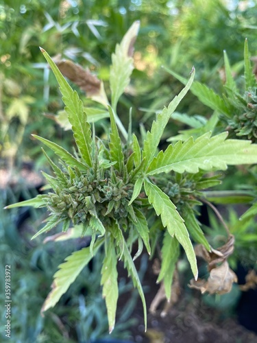 Hemp bud cbd growth