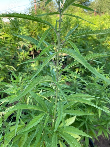 Male hemp plant