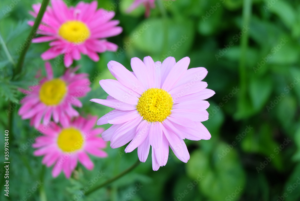 Pale pink and bright pink Pyrethrum flowers in the flowerbed, macro photo, selective focus, blurred background.