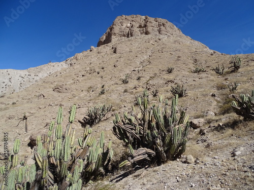 Psychoactive cacti (Neoraimondia arequipensis) on the slope of Cerro Baúl (Moquegua, South Peru) photo