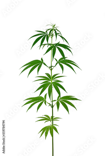 One fresh green cannabis plant isolated on white