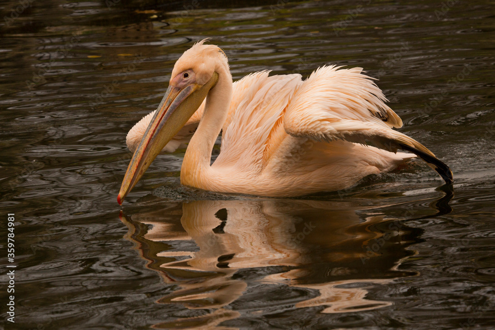 White Pelican (Pelecanus onocrotalus) . White Pelican (Pelecanus onocrotalus) .