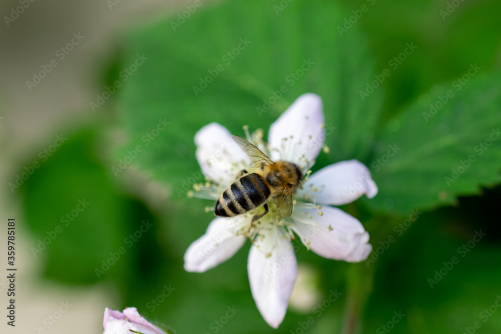 bee on a flower bee on a flower