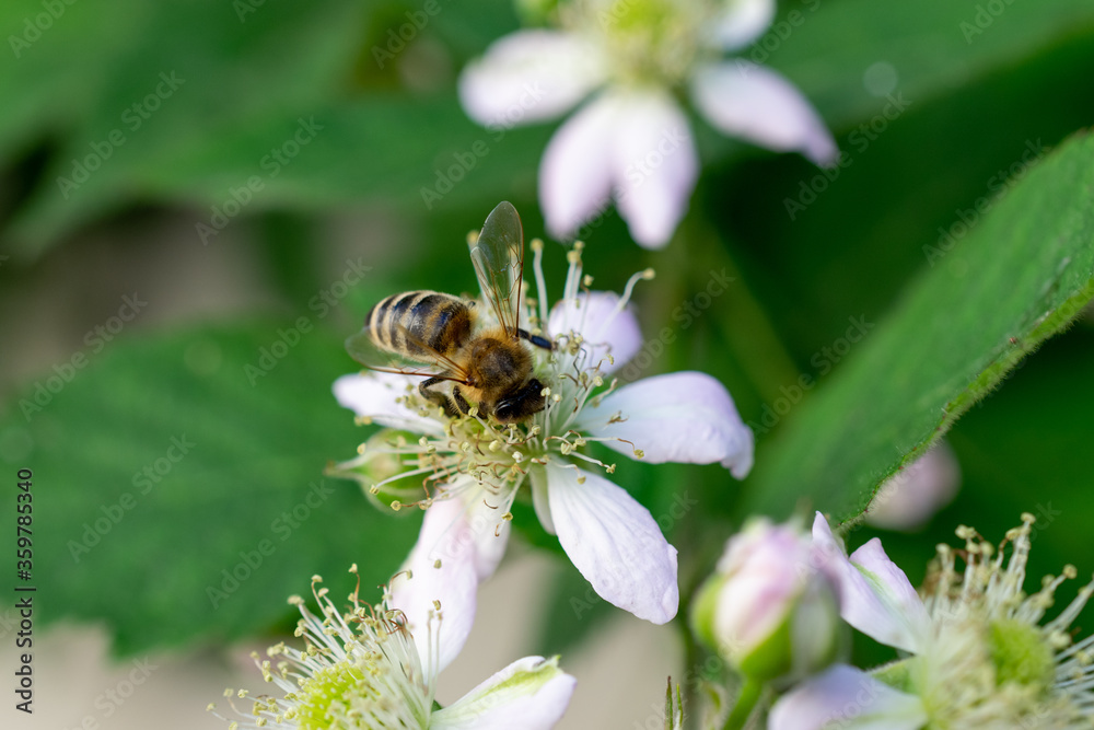 bee on a flower