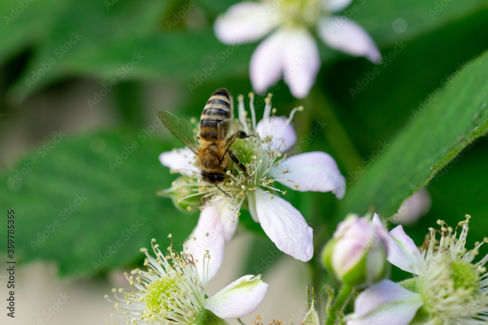 bee on a flower bee on a flower