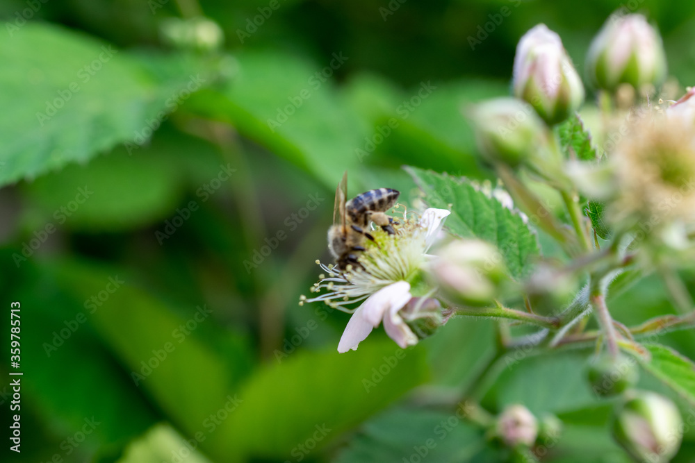 bee on a flower bee on a flower