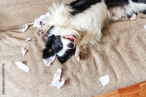 Naughty playful puppy dog border collie after mischief biting toilet paper lying on couch at home. Guilty dog and destroyed living room. Damage messy home and puppy with funny guilty look.