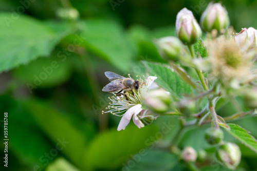 a bee on a raspberry flower © GoraIN