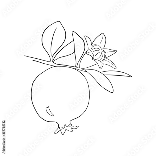 Hand drawn pomegranate branch with fruit, blossoms and leaves. Line art plant. Outline drawing