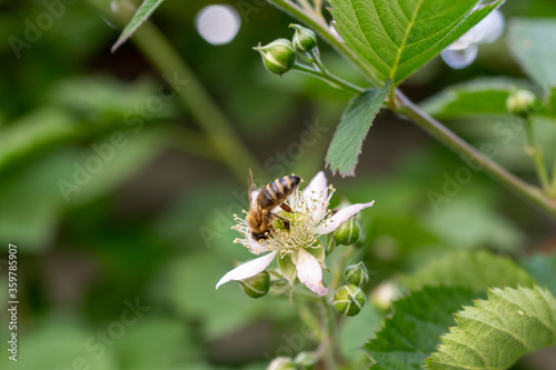 A bee on a leaf