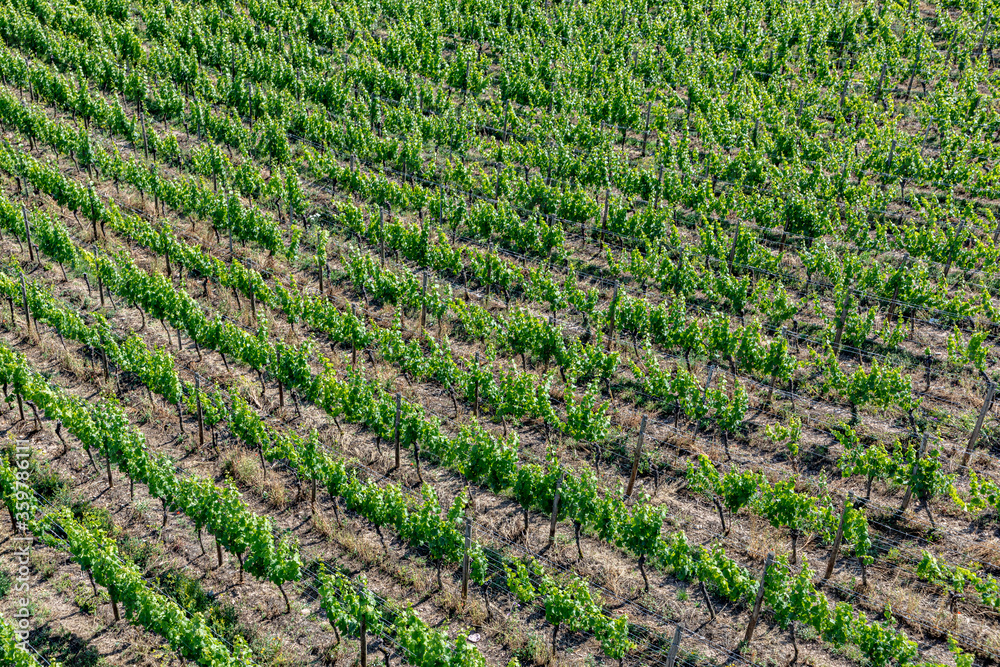 backgroound of vineyards