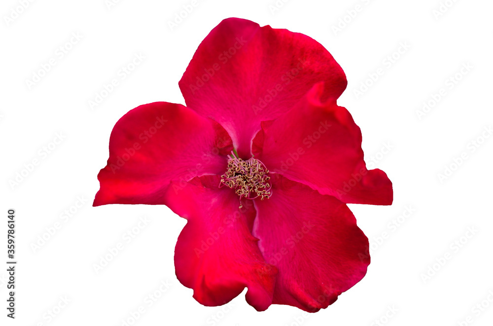 beautiful rose hips isolated on a white backgr beautiful rose hips isolated on a white backgr