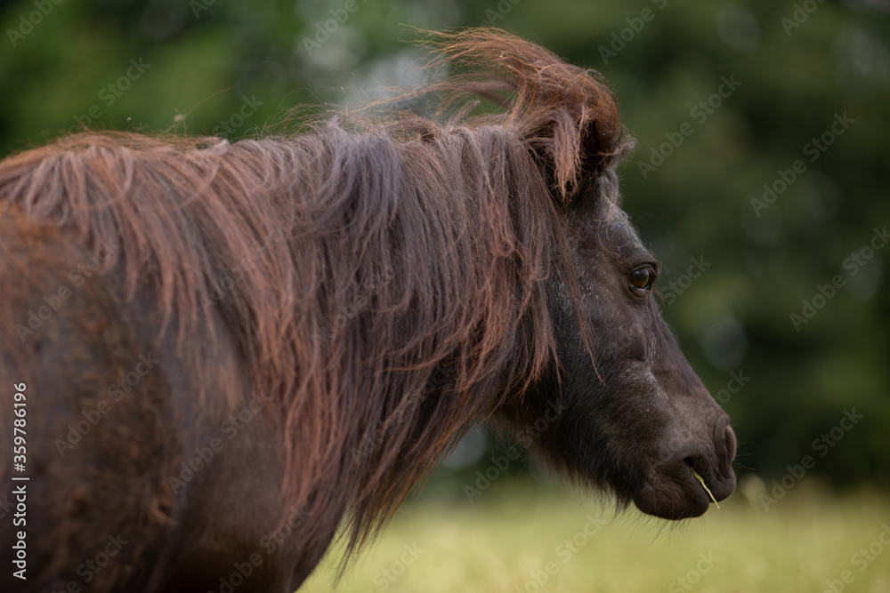 Obraz premium Pony im hohen Gras