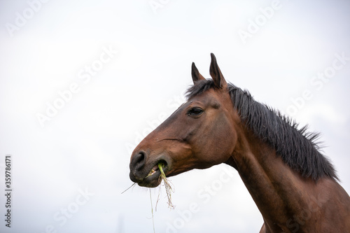 Pferd frißt Gras © Nadine Haase