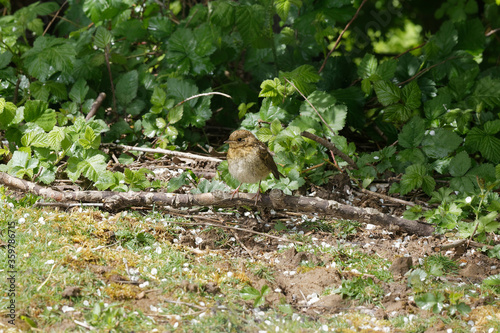A young Robin perched on a fallen twig.