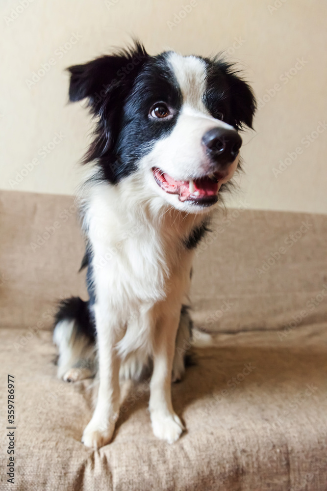 Funny portrait of cute smiling puppy dog border collie on couch. New lovely member of family little dog at home gazing and waiting for reward. Pet care and animals concept.