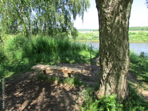 Bench under the tree