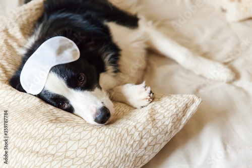Do not disturb me let me sleep. Funny puppy border collie with sleeping eye mask lay on pillow blanket in bed Little dog at home lying and sleeping. Rest good night insomnia siesta relaxation concept