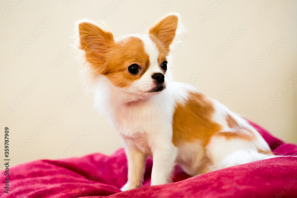 Selective focus to brown and white Cute Chihuahua puppy is standing. A cute small pet animal that is popularly raised in the house. Selective focus to brown and white Cute Chihuahua puppy is standing. A cute small pet animal that is popularly raised in the house.