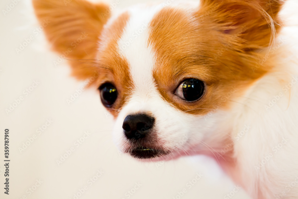 Selective focus to brown and white Cute Chihuahua puppy is standing. A cute small pet animal that is popularly raised in the house. Selective focus to brown and white Cute Chihuahua puppy is standing. A cute small pet animal that is popularly raised in the house.