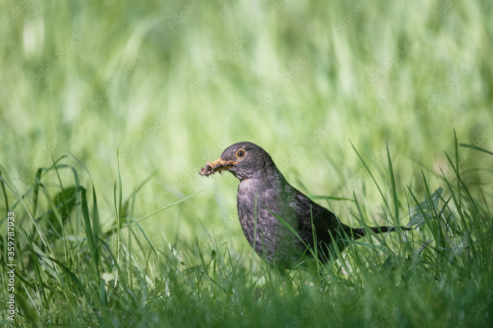 common blackbird (turdus merula) on the ground common blackbird (turdus merula) on the ground