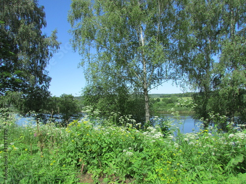 trees in the park
