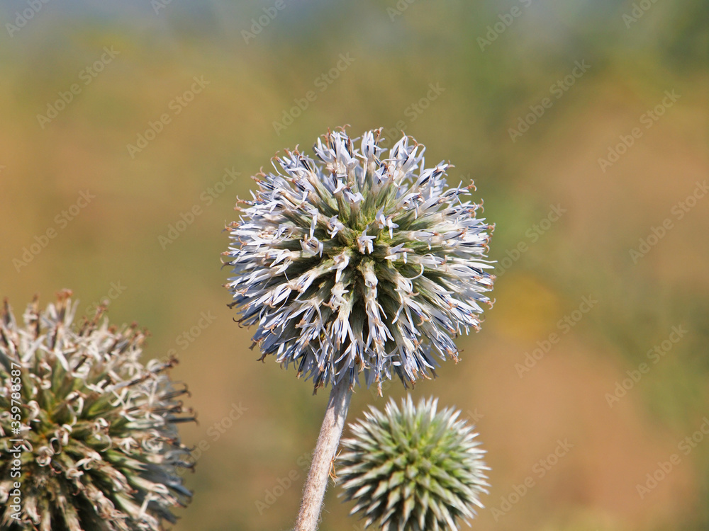 Globe thistle flower head, Echinops sphaerocephalus Globe thistle flower head, Echinops sphaerocephalus