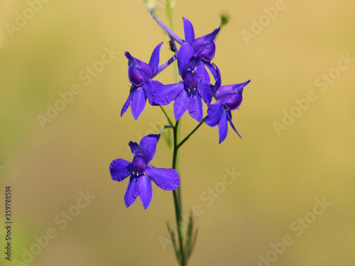 Purple blue flower of Forking Larkspur or Field larkspur, Consolida regalis 