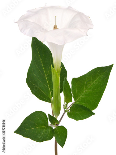 White flower of Downy Thorn Apple, Datura innoxia