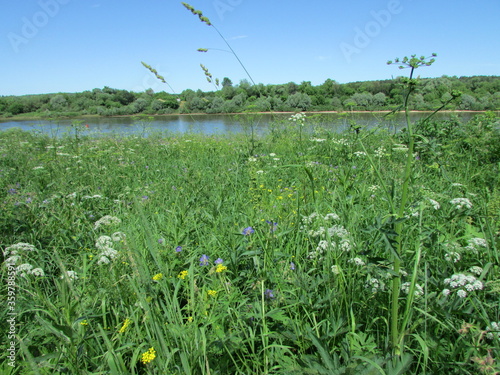 field of flowers