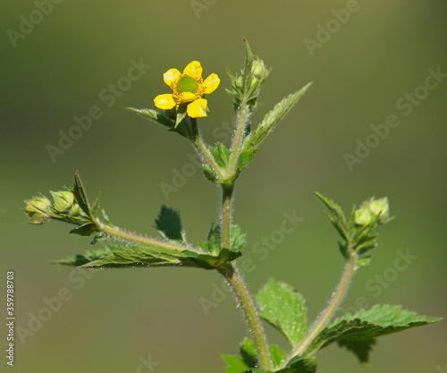 Yellow flower of yellow avens, Geum aleppicum