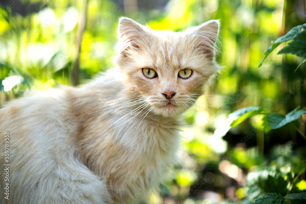 Portrait of a small yellow cat sitting in green grass on a sunny day.