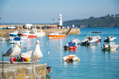 Seagulls overlooking harbour at beautiful Cornish coastal town St Ives, Cornwall, England
