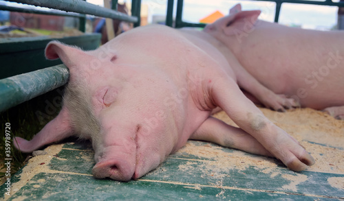 A baby pig on a pigfarm in Dalarna, Sweden photo