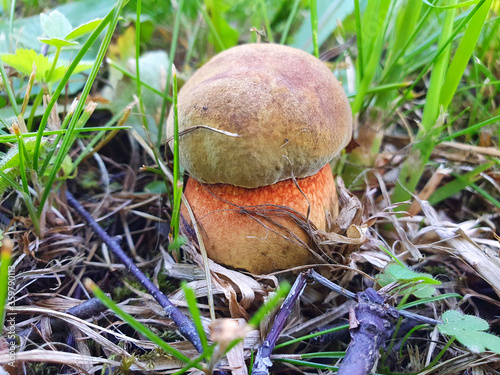 small mushroom Dubovik (Neoboletus erythropus), grown in the grass. Duvet, Boletus Boletus
Red-legged flight, Boletus erythropus.