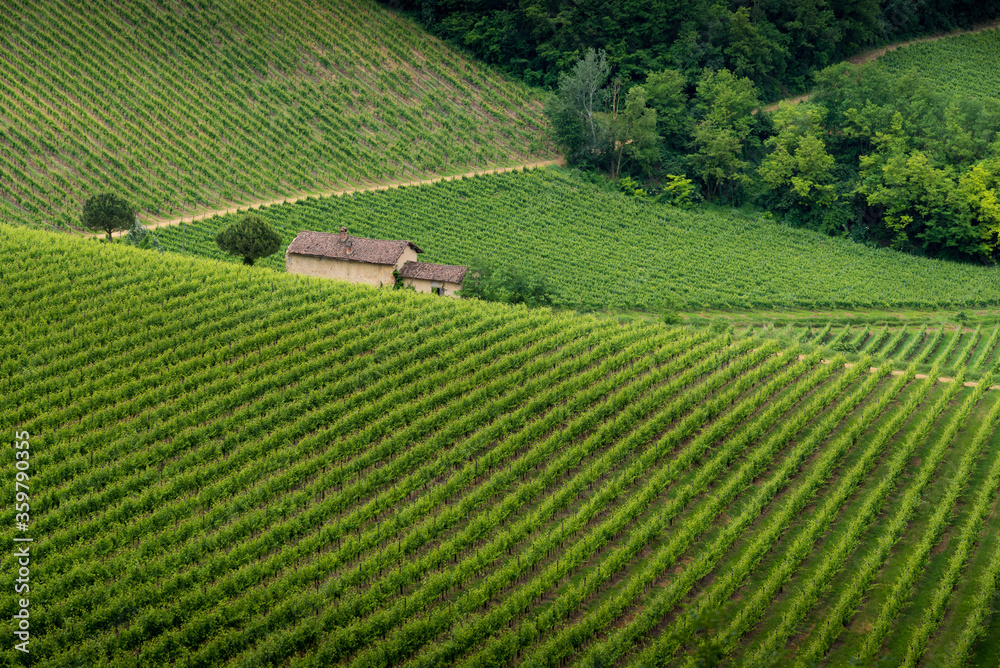 Typical vineyard fields over hills in Oltrepo' Pavese in Lombardy