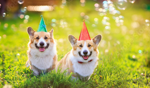 holiday card two funny Corgi dogs lie in the green grass in colored caps with soap bubbles on a Sunny clear day