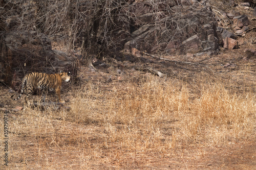 Krishna cub near its den  Ranthambore Tiger Reserve
