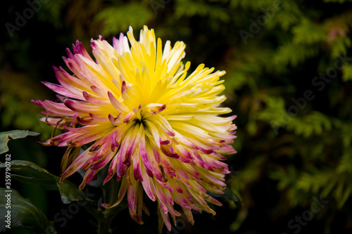 Cactus Dahlia photo