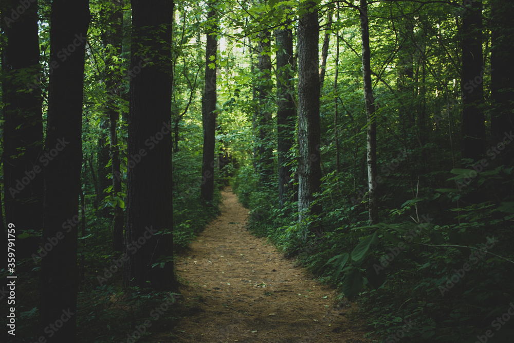Fototapeta premium Eerie trail through the woods