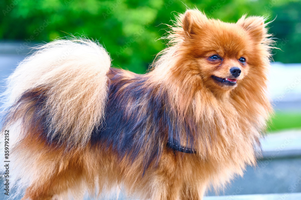 Little Fluffy beautiful dog. general plan color Little Fluffy beautiful dog. general plan color