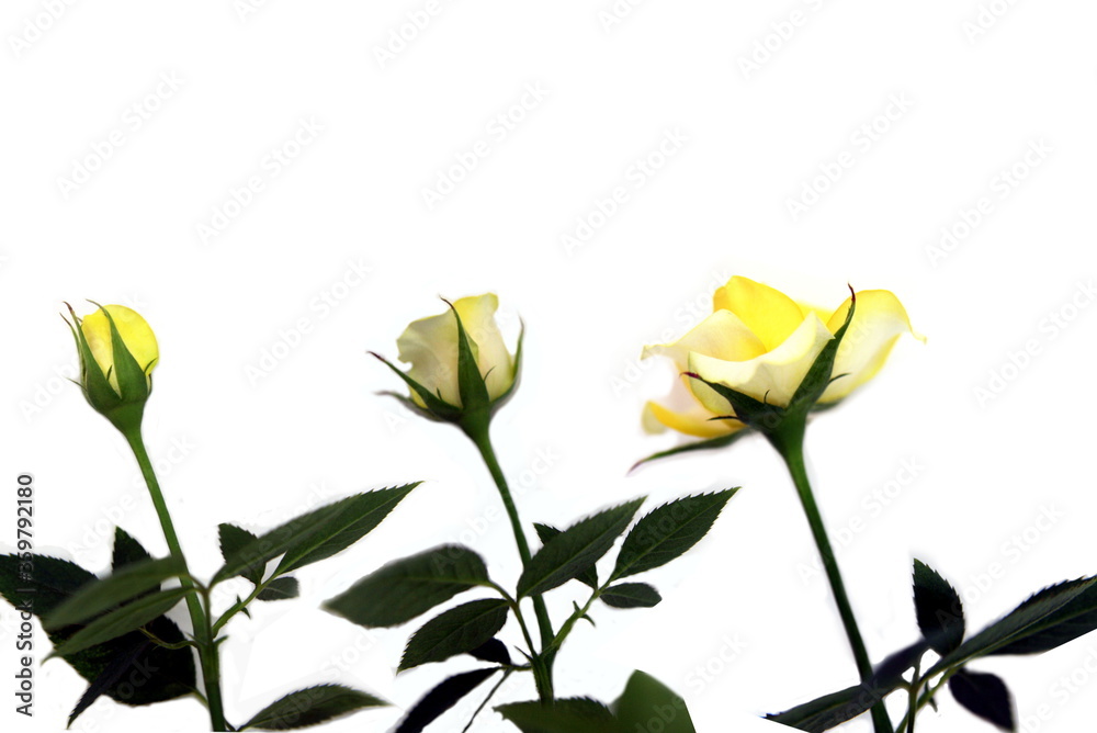 three stages of yellow rose blooming on a white background